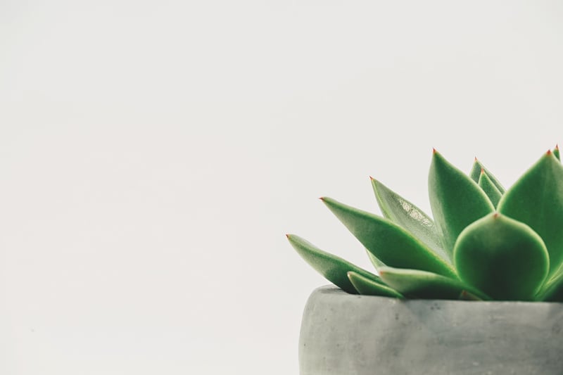 Indoor Botanical Spaces