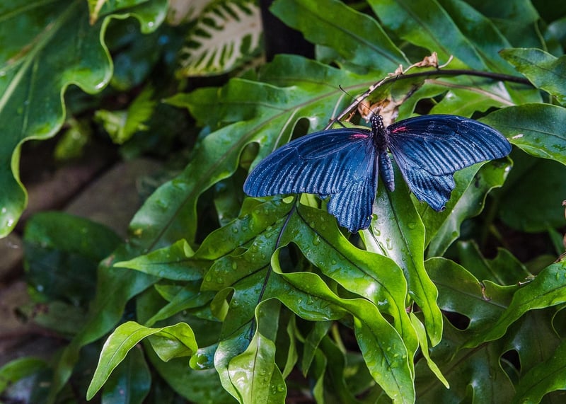 Botanical Conservatory Wedding